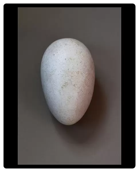 Dodo - egg (size: 130 x 80mm)