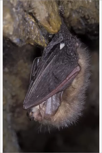 Brown Big-eared Bat  /  Long-eared Bat - hibernation at cave - NP Bohemian forest - Czech Republic
