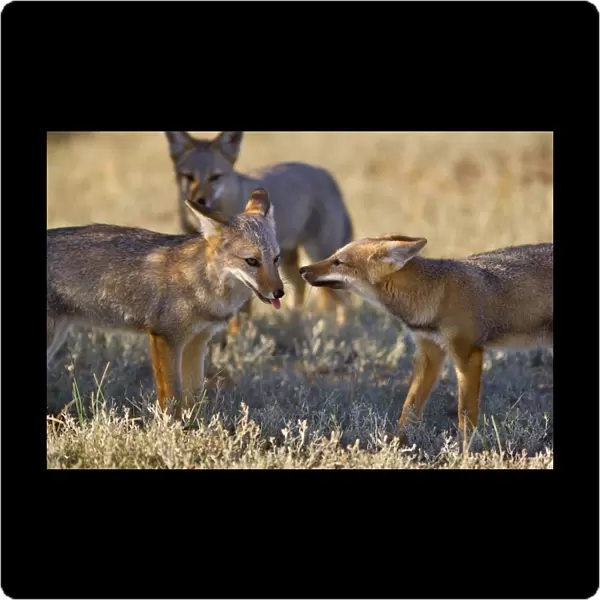 Patagonian Fox  /  Argentine Gray Fox  /  Argentine Grey Fox  /  South American Gray Fox  /  South American Grey Fox  /  Chilla - three young foxes playing with each other in the pampa - Reserva Faunistica Peninsula Valdes - UNESCO World Heritage Site