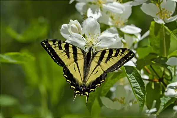 Western Tiger Swallowtail - nectaring on mock-orange - Pacific Northwest _E7A0149