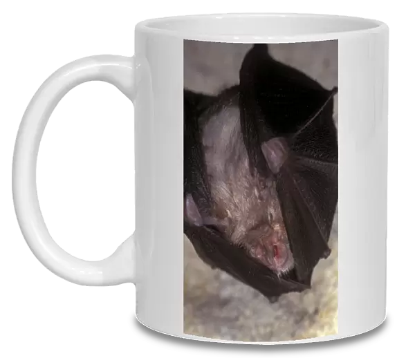 Lesser Horseshoe Bat - hibernation at cave - Argonne - France