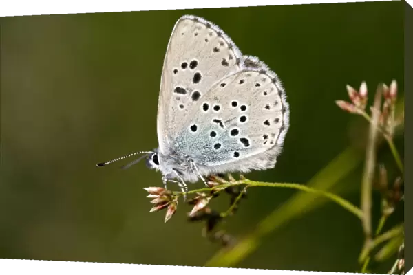 Large Blue Butterfly - alpine form at 2000m in eastern Swiss Alps
