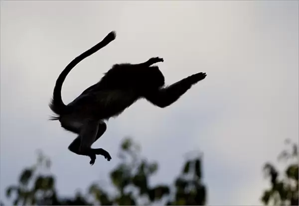 Red Colobus Monkey - silhouette jumping through air - Kibale Forest - Uganda