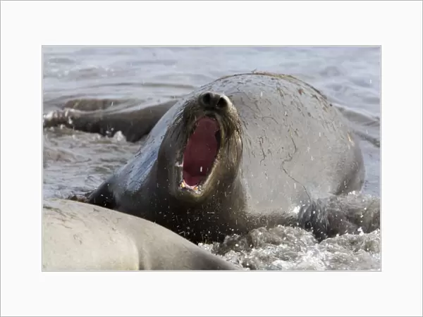 Northern Elephant Seal - female calling for her pup - Isla San Benito, Baja California, Mexico