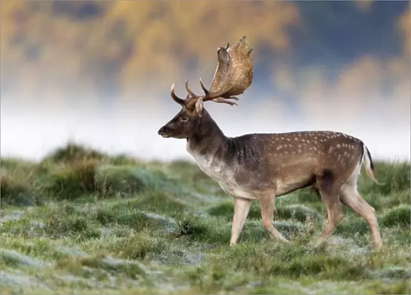 Fallow Deer - buck walking across frosty covered meadow during the rut - Seeland - Denmark