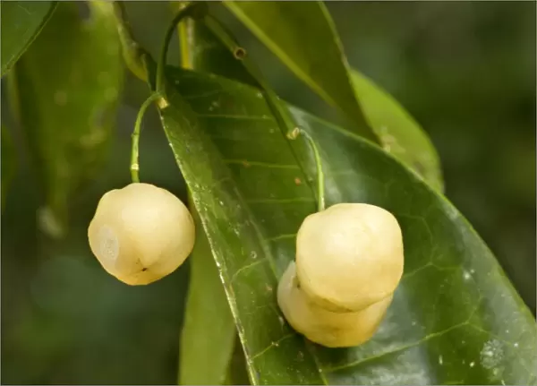 Lemon Aspen - ripe and heavily lemon-scented fruits hanging from the tree in tropical rainforest. This fruit is a prime foodsource for the threatened Southern Cassowary - Atherton Tablelands, Queensland, Australia