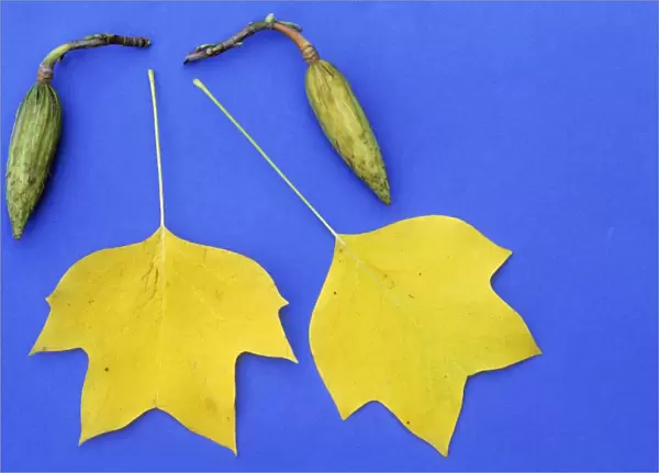 Tulip Tree - leaves in autumn colour, and ripening fruit pods, Lower Saxony, Germany