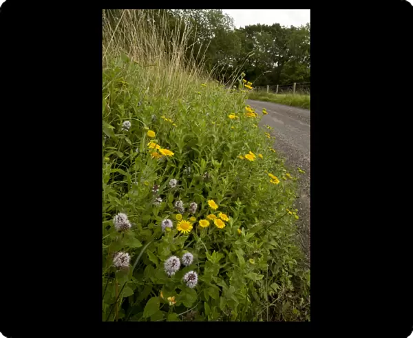 Flowery roadside verge with Water Mint and Fleabane - late summer - near Kingcombe - West Dorset