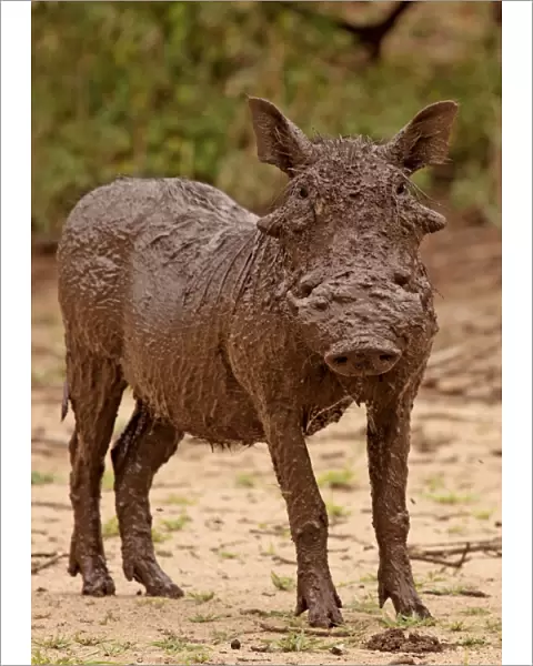 Desert Warthog - in mud - Lake Manyara NP - Tanzania