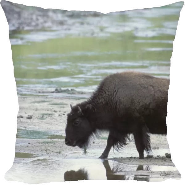 Bison - Yellowstone National Park - Montana - USA