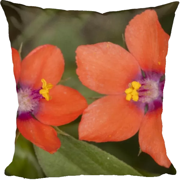 Scarlet Pimpernel - flowers; used as weather forecaster. Dorset