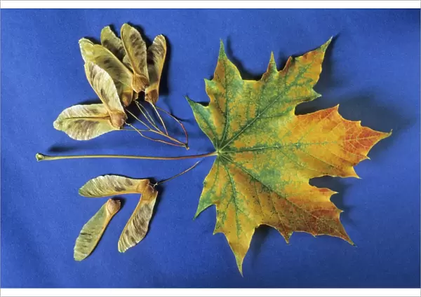 Norway Maple - autumn leaves and winged seeds, Lower Saxony, Germany