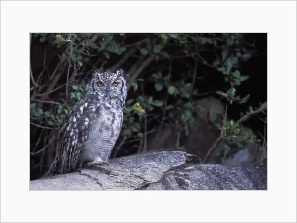 Spotted Eagle Owl - Ngorongoro Conservation Area - Tanzania