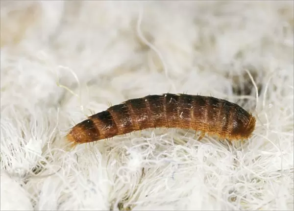 Carpet Beetle Larva SPH 2718 UK Attagenus pellio © Steve Hopkin  /  ardea. com