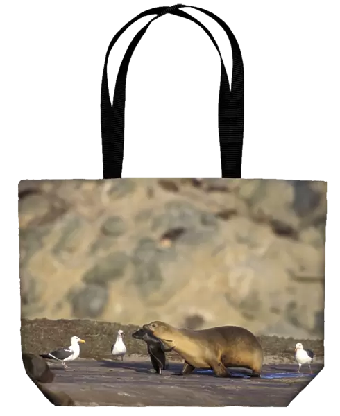 32299. SE-1082. California Sea Lion - female carrying newborn pup away