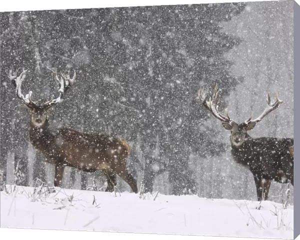 Red Deer - bucks in snow blizzard