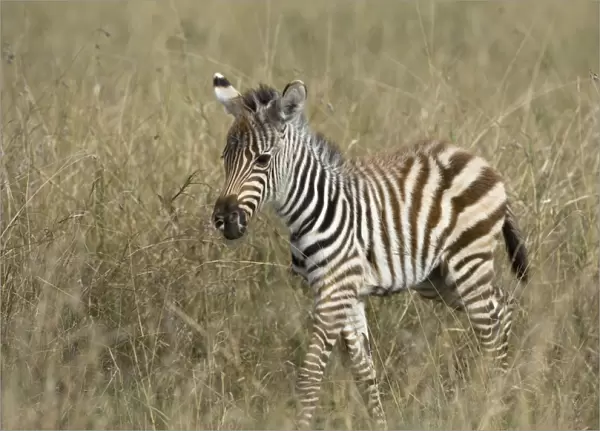 Plains Zebra - foal - Masai Mara Reserve - Kenya