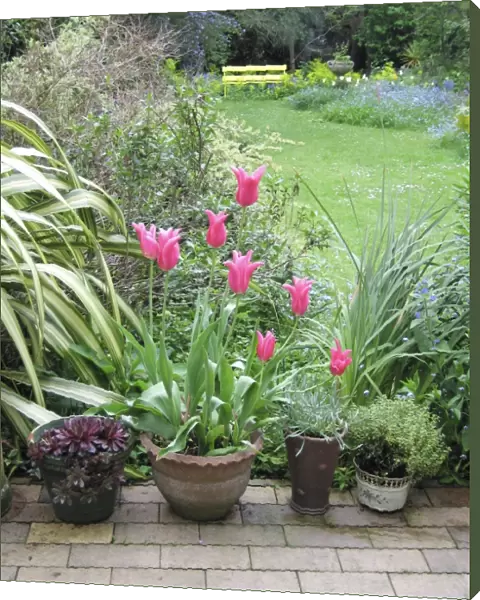 Spring garden Jaqueline pink tulips