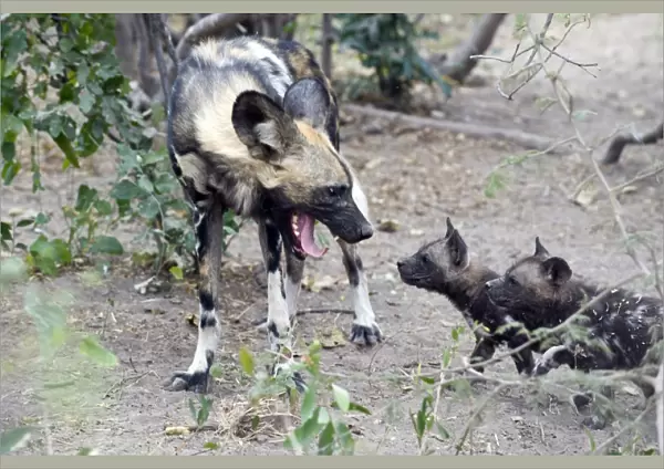 African Wild Dog - Adult with hungry 6 week old pups - Northern Botswana - Africa - *Endangered species
