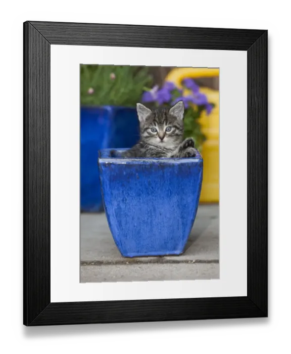Framed Print : Cat Kitten Playing in Plant Pot Print Framed Print : Cat Kitten Playing in Plant Pot Print
