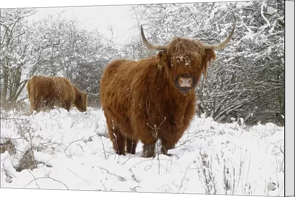 Scottish highland cow in the snowy foreland of river IJssel The Netherlands, Overijssel, Wijhe / Olst, Fortmond