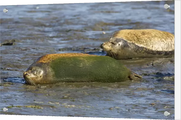 Harbor Seal - With algae growing on back - Monterey Bay - CA