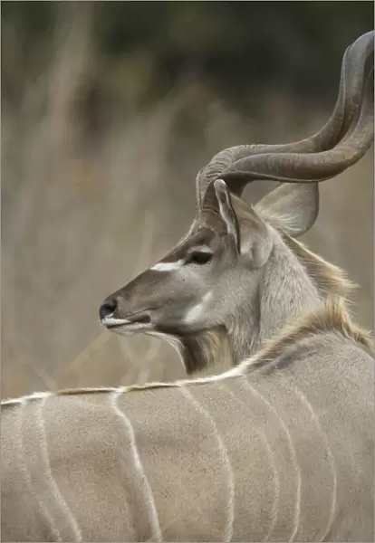 Greater Kudu - bull - Mala Mala Reserve - South Africa