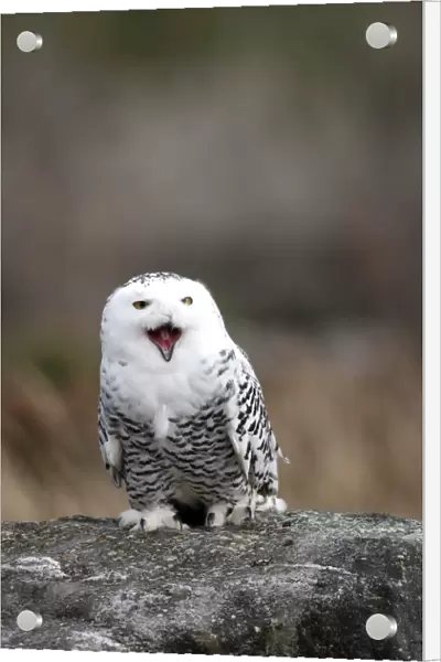 Snowy Owl - resting on rock calling