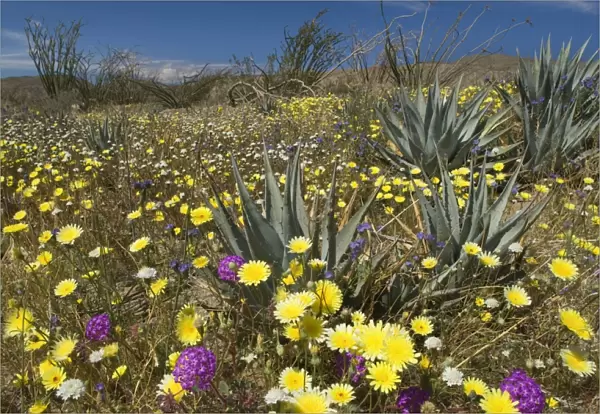Desert Dandelions, Sand Verbenas (Abronia villosa), Ocotilos (Fouquieria splendens), Century Plants and Wild Heliotrope in spring - (Phacelia distans), (Agave parryi), Anza Borrego Desert State Park - California - USA
