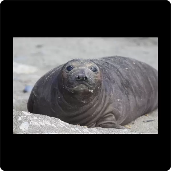 Northern Elephant Seal - 4 week old pup - Isla San Benito, Baja California, Mexico