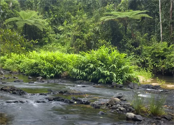Creek in rainforest - beautiful river in lush tropical rainforest with tree fern - Woroonooran National Park, Wet Tropics World Heritage Area, Queensland, Australia