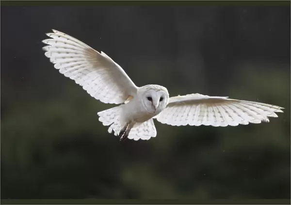 Barn Owl - in flight