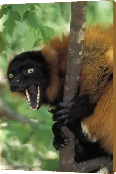 Red Ruffed Lemur TOM 587 Yawning while sitting in tree Varecia variegata ruber © Tom & Pat Leeson  /  ardea. com