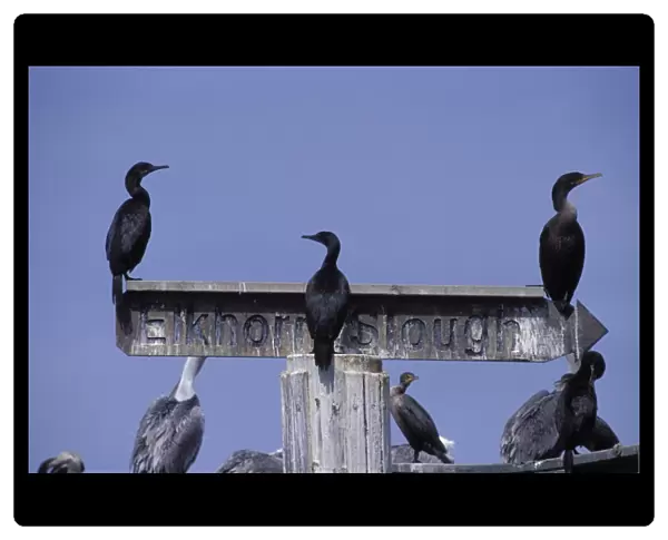Brandt's Cormorants and Double-crested Cormorant on Elkhorn Slough sign - Moss Landing Harbor - CA
