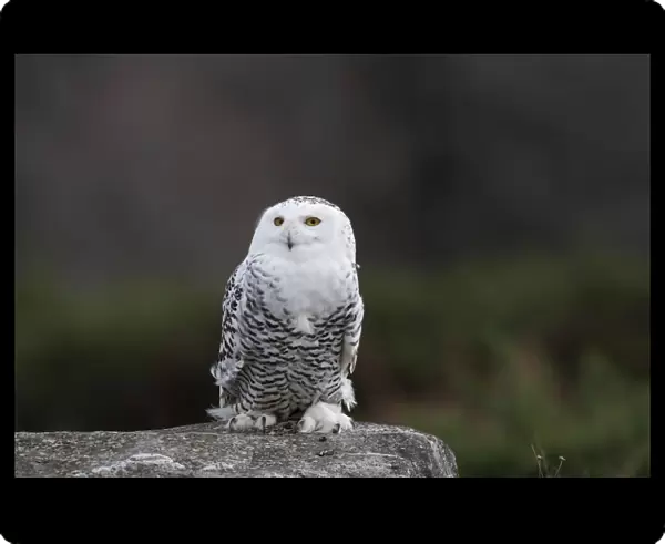 Snowy Owl - resting on rock