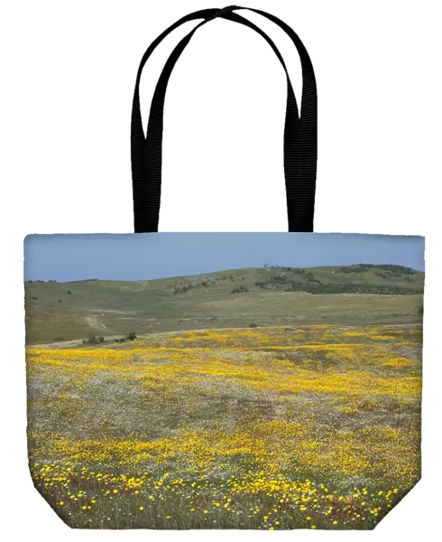 Wild Flowers - covering hill land in spring, Herdade de Sao Marcos Great Bustard Reseve and NP, beside township Castro Verde, Alentejo, Portugal Castro Verde region in Portugal is mineral rich area of mining hills known as a pene plain