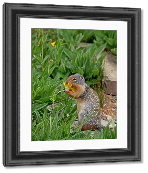 Columbian Ground Squirrel - eating flower - Glacier National Park - USA