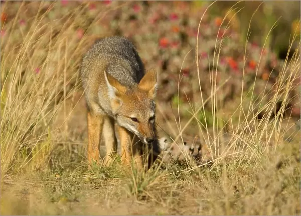 Patagonian Fox  /  Argentine Gray Fox  /  Argentine Grey Fox  /  South American Gray Fox  /  South American Grey Fox  /  Chilla - young fox strolling through the pampa searching for something edible - Reserva Faunistica Peninsula Valdes - UNESCO World
