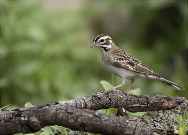 Lark Sparrow - Red Corral Ranch - Texas