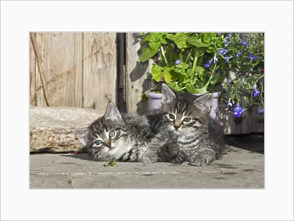 Cat - two kittens resting in front of garden shed - Lower Saxony - Germany