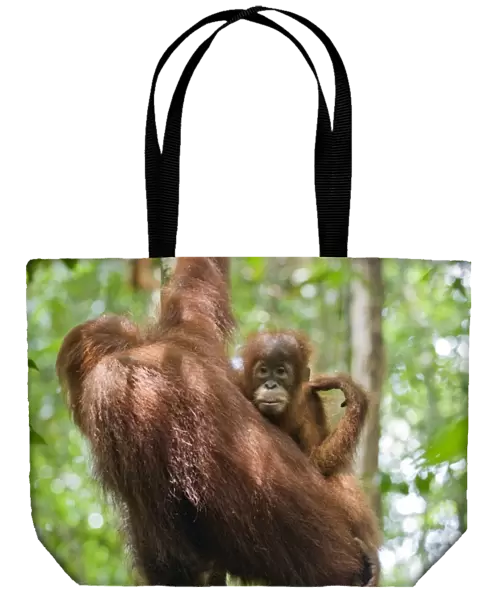 Sumatran Orangutan - Mother and 2. 5 year old baby - North Sumatra - Indonesia - *Critically Endangered
