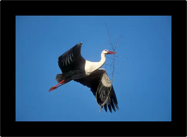White Stork USH 384 Adult transporting nest material to nest in spring Ciconia ciconia © Duncan Usher  /  ardea. com