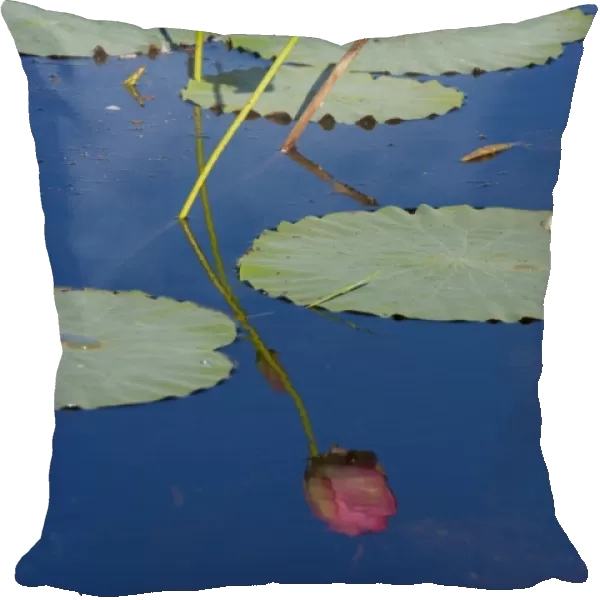 Lotus Lily - bloom and leaves on a calm pond. The water is so calm that it produces a perfect reflection of the beautiful pink coloured flower - Fogg Dam, Northern Territory, Australia