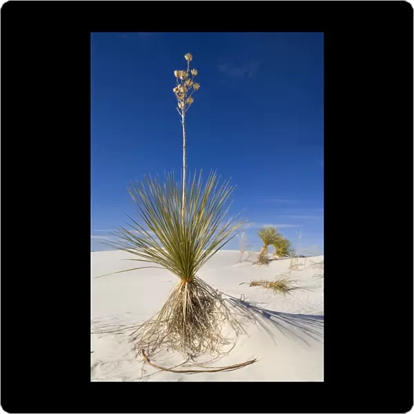 Soaptree Yucca - growing on white gypsum dune - White Sands National Monument - New Mexico - USA