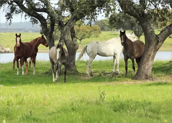 Arabic Horses - sheltering from heat in shade, Alentejo, Portugal