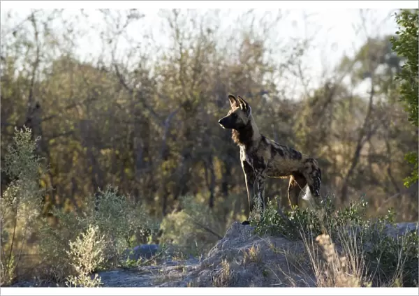 African Wild Dog - Looking out over woodlands - Northern Botswana - Africa - *Endangered species