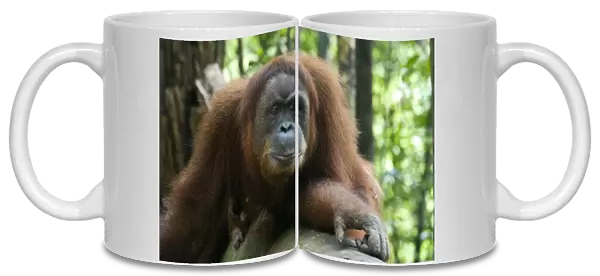 Sumatran Orangutan - Adult female resting on log - North Sumatra - Indonesia - *Critically Endangered