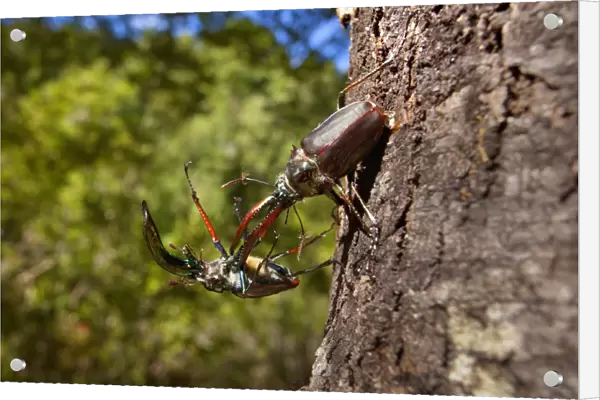Darwin's Beetle  /  Grant's Stag Beetle  /  Chilean Stag Beetle - two giant male beetles fighting on a tree trunk - Queulat National Park - Patagonia - Carretera Austral - Chile - South America