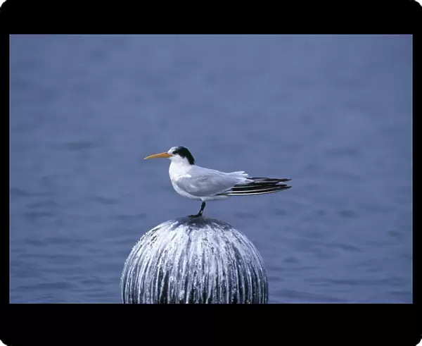 Elegant Tern - Elkhorn Slough - CA