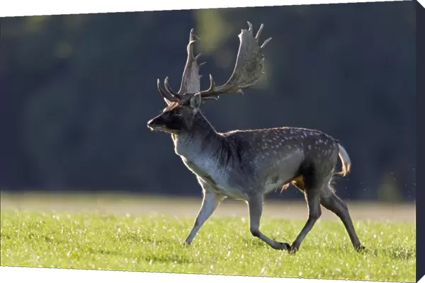 Fallow Deer - buck running - during the rut - Seeland - Denmark